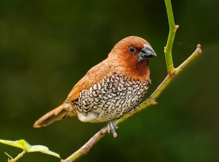 Ptaszarnia Władysławowo