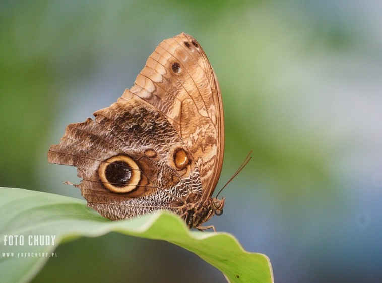 MOTYLARNIA PORT WŁADYSŁAWOWO
